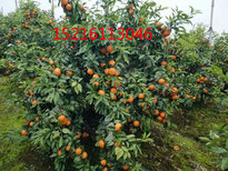 091沃柑苗哪里买无籽沃柑苗多少钱一棵中柑所091沃柑无籽无刺